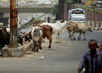 ਅਵਾਰਾ ਪਸ਼ੂਆਂ ਪਸ਼ੂਆਂ ਦੇ ਸਰਕਾਰੀ ਵਾੜੇ ਮੰਤਰੀ ਮੰਡਲ ਵੱਲੋਂ ਨਿੱਜੀ ਹੱਥਾਂ ਵਿਚ ਦੇਣ ਨੂੰ ਮਨਜ਼ੂਰੀ