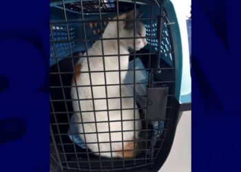 ਅਮਰੀਕਾ ਪੁਲਿਸ ਨੇ ਨਸ਼ਾ ਤਸਕਰੀ ਦੇ ਦੋਸ਼ ਵਿੱਚ ਬਿੱਲੀ ਨੂੰ ਕੀਤਾ ਕੈਦ