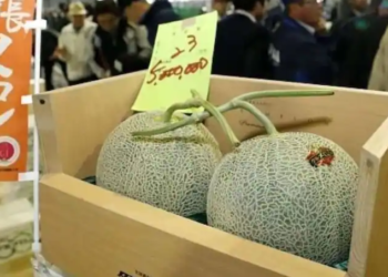 18 ਲੱਖ ਰੁਪਏ ਤੋਂ ਵੀ ਵੱਧ ਕੀਮਤ ਤੇ ਵਿਕੇ ਦੋ ਖਰਬੂਜੇ