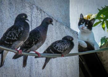 ਕੋਰੋਨਾ ਵਾਇਰਸ ਰੋਕਣ ਲਈ ਕਬੂਤਰਾਂ ਤੇ ਬਿੱਲੀਆਂ ਨੂੰ ਮਾਰਨ ਦਾ ਤਾਨਾਸ਼ਾਹ ਨੇ ਸੁਣਾਇਆ ਫਰਮਾਨ