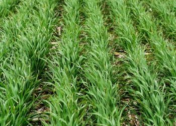 ਕਣਕ ਦੀ ਤਣੇ ਦੀ ਗੁਲਾਬੀ ਸੁੰਡੀ  ਦੀ ਰੋਕਥਾਮ ਲਈ ਖੇਤੀਬਾੜੀ ਵਿਭਾਗ ਵੱਲੋ ਐਡਵਾਈਜਰੀ ਜਾਰੀ