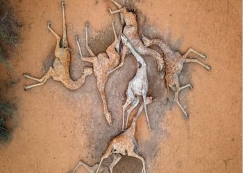 ਅਫਰੀਕਾ ਦੇ ਕੀਨੀਆ ਵਿੱਚ ਸੋਕੇ ਕਾਰਨ ਵੱਡੀ ਗਿਣਤੀ ਚ ਜਾਨਵਰਾਂ ਦੀ ਮੌਤ