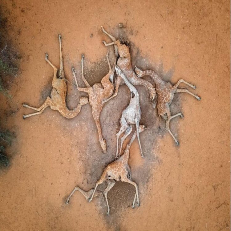 ਅਫਰੀਕਾ ਦੇ ਕੀਨੀਆ ਵਿੱਚ ਸੋਕੇ ਕਾਰਨ ਵੱਡੀ ਗਿਣਤੀ ਚ ਜਾਨਵਰਾਂ ਦੀ ਮੌਤ