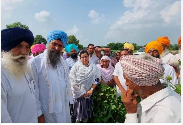 ਆਪ ਸਰਕਾਰ ਨੇ ਪਿਛਲੀਆਂ ਸਰਕਾਰਾਂ ਵਾਂਗ ਫ਼ਰਜ਼ੀ ਇਸਤਿਹਾਰਬਾਜ਼ੀ ਕਰਨ ਦੀ ਬਜਾਏ 1 ਅਰਬ 1 ਕਰੋੜ ਰੁਪਏ ਦੀ ਗੁਲਾਬੀ ਸੁੰਡੀ ਪੀੜਤ ਕਿਸਾਨਾਂ ਨੂੰ ਗ੍ਰਾੰਟ ਕੀਤੀ ਜਾਰੀ : ਕੁਲਤਾਰ ਸੰਧਵਾਂ