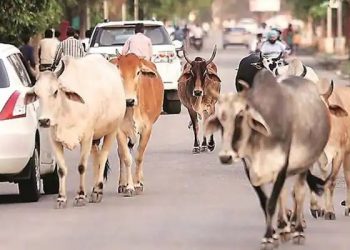 ਸ਼ਹਿਰਾਂ ਵਿੱਚ ਮੱਝਾਂ ਗਾਵਾਂ ਰੱਖਣ ਲਈ ਹੁਣ ਲੈਣਾ ਪਵੇਗਾ ਲਾਇਸੈਂਸ  ਨਹੀਂ ਤਾਂ ਹੋਵੇਗੀ ਕਾਰਵਾਈ  