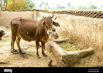 ਸਰਕਾਰ ਦਾ ਵੱਡਾ ਉਪਰਾਲਾ , ਕਿਸਾਨਾਂ ਤੋਂ 1.5 ਰੁਪਏ ਕਿਲੋ ਦੇ ਹਿਸਾਬ ਨਾਲ ਖਰੀਦਿਆ ਜਾਵੇਗਾ ਗੋਬਰ