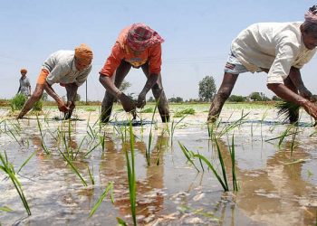 ਮਾਨ ਸਰਕਾਰ ਨੇ ਝੋਨੇ ਦੀ ਲਵਾਈ ਦੀਆਂ ਤਰੀਕਾਂ ਕੀਤੀਆਂ ਤੈਅ, ਇੰਨਾ ਤਰੀਕਾਂ ਤੋਂ ਪਹਿਲਾਂ ਝੋਨਾ ਨਹੀਂ ਲੱਗੇਗਾ