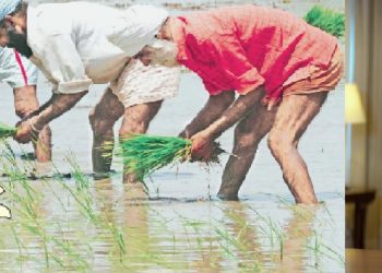 ਪੰਜਾਬ ਵਿੱਚ 14 ਜੂਨ ਦੀ ਲਵਾਈ ਨੂੰ ਲੈ ਕੇ ਮੁੱਖ ਮੰਤਰੀ ਨੇ ਦਿੱਤੀ ਹਰੀ ਝੰਡੀ, ਪਾਣੀਂ ਬਚਾਉਣ ਦੀ ਵੀ ਅਪੀਲ