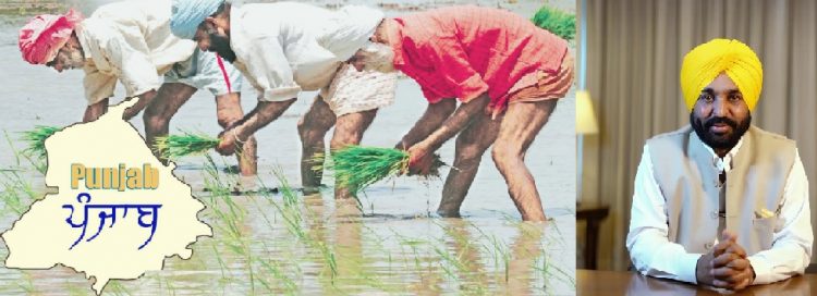 ਪੰਜਾਬ ਵਿੱਚ 14 ਜੂਨ ਦੀ ਲਵਾਈ ਨੂੰ ਲੈ ਕੇ ਮੁੱਖ ਮੰਤਰੀ ਨੇ ਦਿੱਤੀ ਹਰੀ ਝੰਡੀ, ਪਾਣੀਂ ਬਚਾਉਣ ਦੀ ਵੀ ਅਪੀਲ