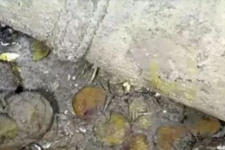 200 ਸਾਲ ਪਹਿਲਾਂ ਡੁੱਬੇ ਦੋ ਸੁਮੰਦਰੀ ਜਹਾਜ਼ਾਂ ਵਿੱਚੋਂ ਮਿਲਿਆ ਅਰਬਾਂ ਡਾਲਰ ਦਾ ਸੋਨਾ￼