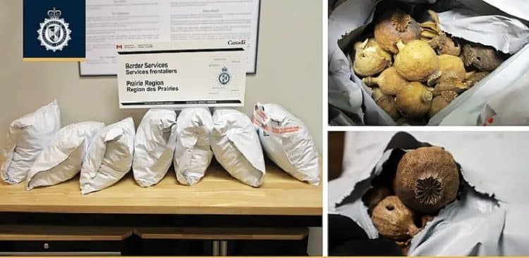 ਕੈਨੇਡਾ ਵਿੱਚ ਵੀ ਡੋਡਿਆਂ ਦੀ ਤਸਕਰੀ ਹੋਣ ਲੱਗੀ, ਵਿਨੀਪੈਗ ਇੰਟਰਨੈਸ਼ਨਲ ਏਅਰਪੋਰਟ ਤੇ ਅਮਰੀਕਾ ਤੋਂ ਆਈ ਖੇਪ ਡੋਡੇ ਤੇ ਅਫੀਮ ਕੀਤੀ ਬਰਾਮਦ 