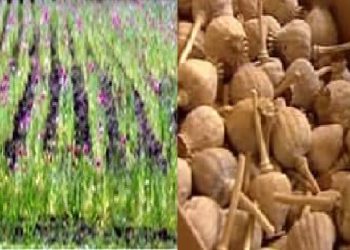 ਕੈਨੇਡਾ ਵਿੱਚ ਪੁਲਿਸ ਨੇ ਪੋਸਤ ਦੀ ਖੇਤੀ ਕਰਨ ਵਾਲੇ ਚਾਰ ਪੰਜਾਬੀ ਕੀਤੇ ਕਾਬੂ ,60 ਹਜ਼ਾਰ ਬੂਟੇ ਵੀ ਕੀਤੇ ਜ਼ਬਤ 