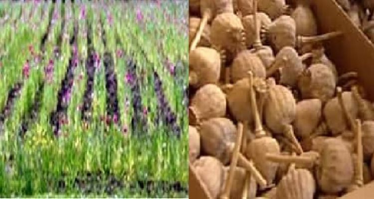 ਕੈਨੇਡਾ ਵਿੱਚ ਪੁਲਿਸ ਨੇ ਪੋਸਤ ਦੀ ਖੇਤੀ ਕਰਨ ਵਾਲੇ ਚਾਰ ਪੰਜਾਬੀ ਕੀਤੇ ਕਾਬੂ ,60 ਹਜ਼ਾਰ ਬੂਟੇ ਵੀ ਕੀਤੇ ਜ਼ਬਤ 