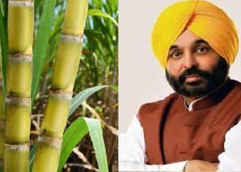 ਪੰਜਾਬ ਦੇ ਗੰਨਾ ਕਿਸਾਨਾਂ ਦਿੱਤੀ ਵੱਡੀ ਰਾਹਤ,15 ਰੁਪਏ ਪ੍ਰਤੀ ਕੁਇੰਟਲ ਖਰੀਦ ਵਿੱਚ ਕੀਤਾ ਵਾਧਾ 