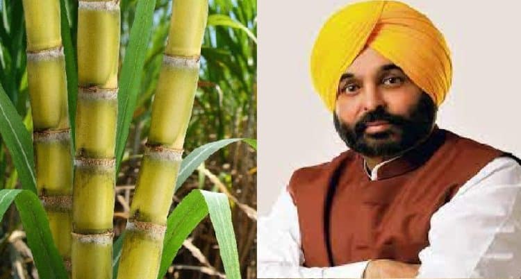 ਪੰਜਾਬ ਦੇ ਗੰਨਾ ਕਿਸਾਨਾਂ ਦਿੱਤੀ ਵੱਡੀ ਰਾਹਤ,15 ਰੁਪਏ ਪ੍ਰਤੀ ਕੁਇੰਟਲ ਖਰੀਦ ਵਿੱਚ ਕੀਤਾ ਵਾਧਾ 