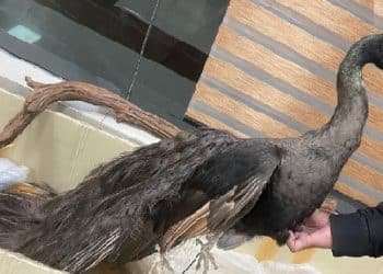 ਅੰਮ੍ਰਿਤਸਰ ਏਅਰਪੋਰਟ ਤੇ ਮੋਰ ਦੀ ਖੱਲ ਵਾਲੀ ਟਰਾਫੀ ਸਮੇਤ ਇੱਕ ਵਿਅਕਤੀ ਕਸਟਮ ਅਧਿਕਾਰੀਆਂ ਨੇ ਕੀਤਾ ਕਾਬੂ 